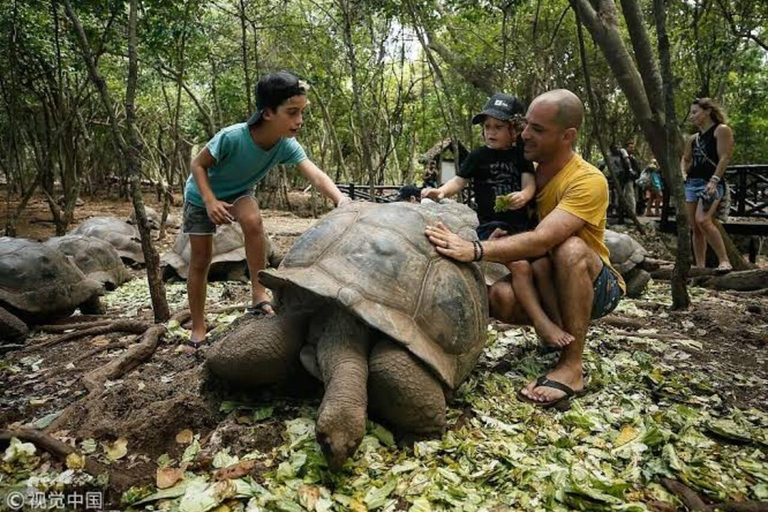 桑给巴尔：监狱岛、石头城和日落阿拉伯独桅帆船巡航在此选项中，从石头城接人