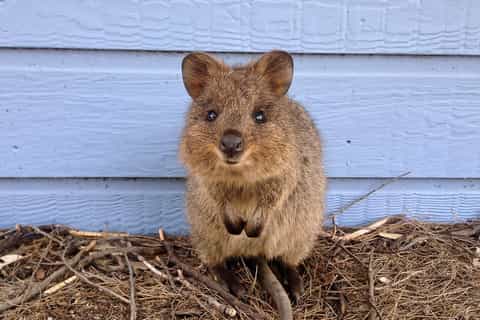 From Perth: Rottnest Island Full-Day Bike and Ferry Trip