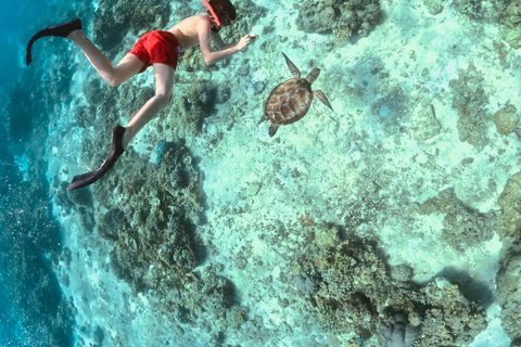 From Lombok: Gili Islands Private Snorkeling & Turtle Tour Private snorkeling with Roundtrip Hotel Transfer from Kuta