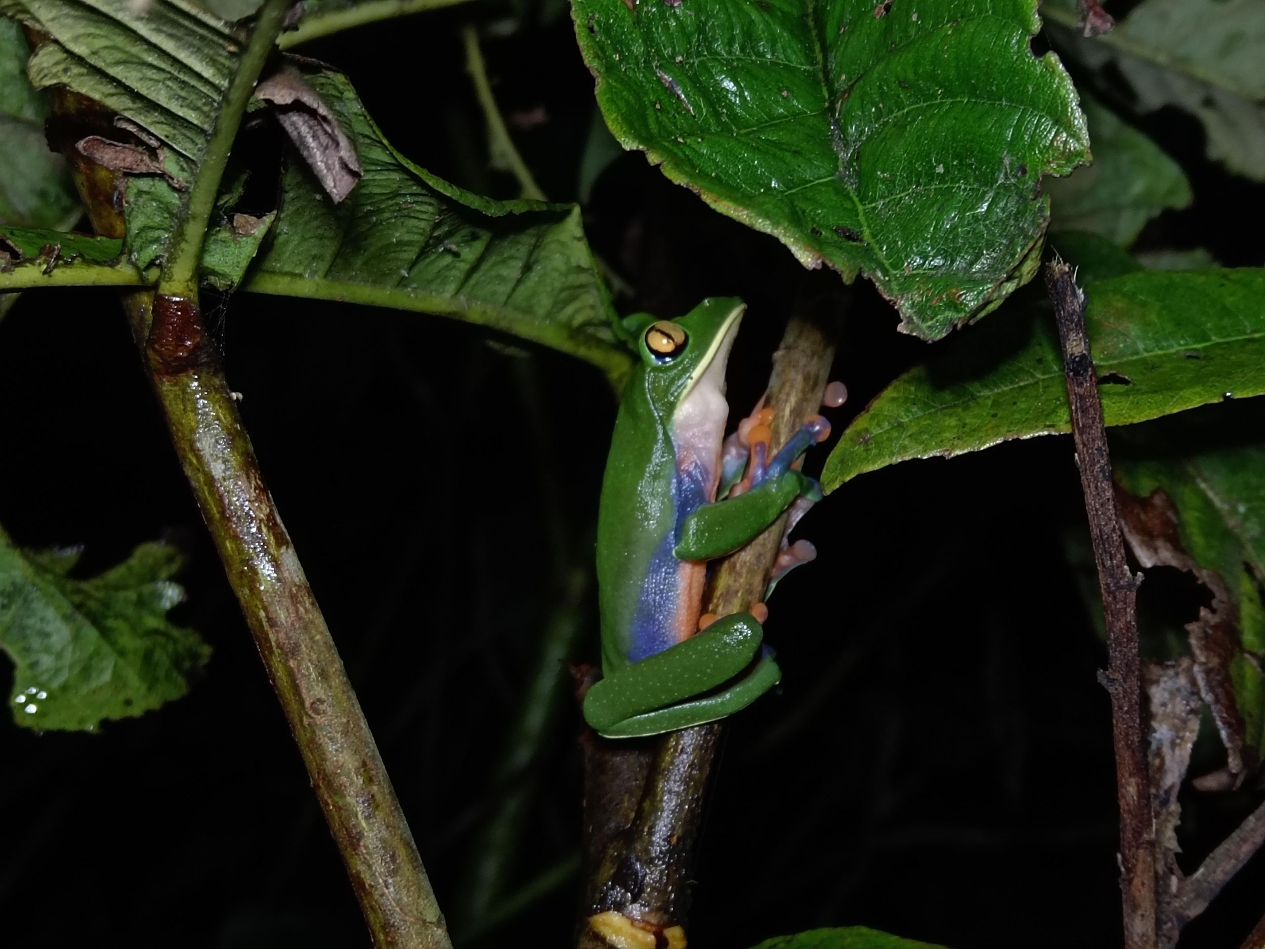 Monteverde: Nacht-Erlebnis
