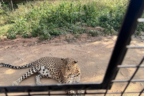 Safari en Jeep por la Vida Salvaje en Bannerghatta con Traslado Privado