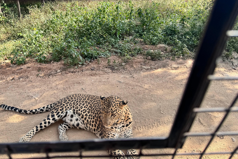 Safari en Jeep por la Vida Salvaje en Bannerghatta con Traslado Privado