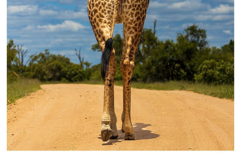 Des chutes Victoria au parc national de Chobe : 1 jour d'aventure safari