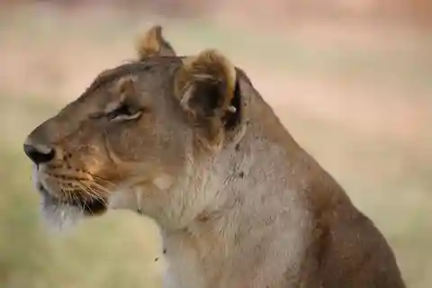3 dagen en 2 nachten masai mara safari vanuit nairobi