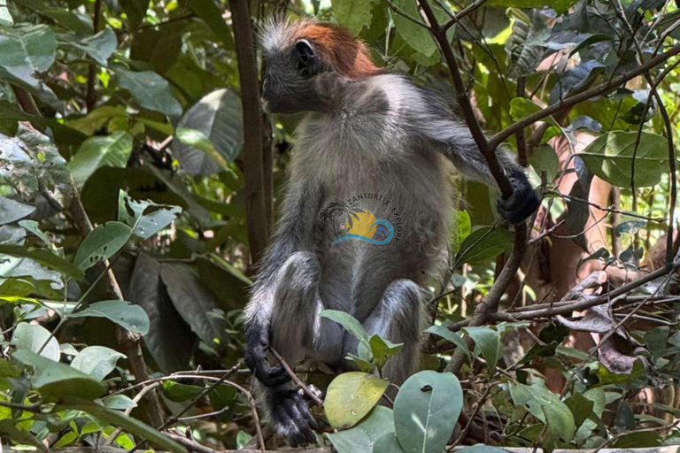 Zanzibar: Salaam Cave, Jozani Forest and The Rock Restaurant Private Tour: Salaam Cave Turtles Tour Only