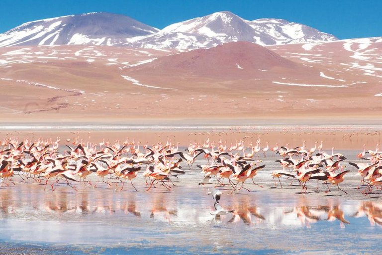 Vanuit La Paz: Dagtrip naar de zoutvlakten van Uyuni met wijn bij zonsondergang