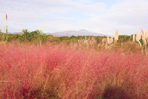 Jeju: Small Group Tour w/Pink Muhly & Tangerine Picking