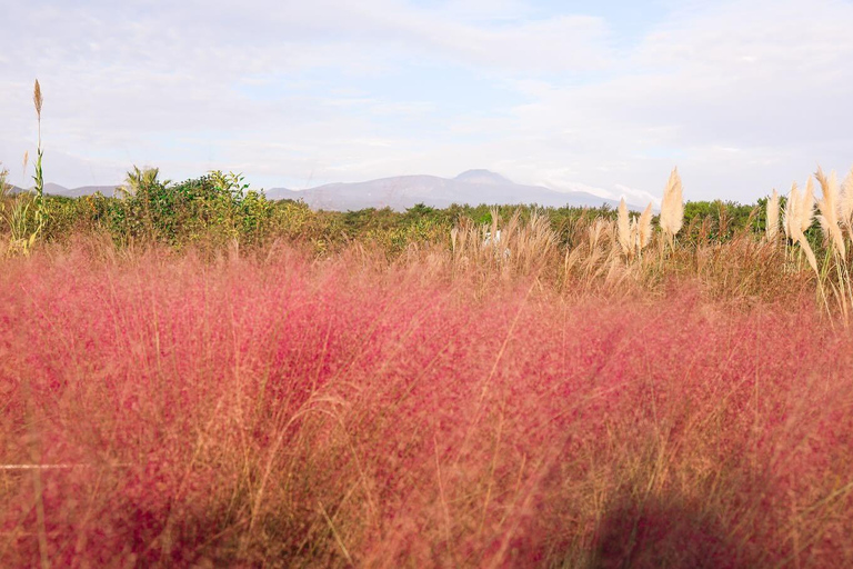 Jeju: Small Group Tour w/Pink Muhly & Tangerine Picking