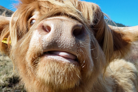 Edinburgh: Private Highland Tour - Glencoe, Coos & Castles