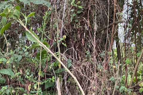 Excursão de 1 dia para caminhadas no Monte Bisoke, Parque Nacional dos Vulcões