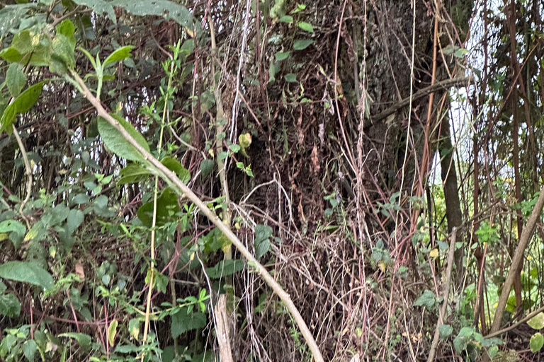 Escursione di 1 giorno sul Monte Bisoke, Parco Nazionale dei Vulcani