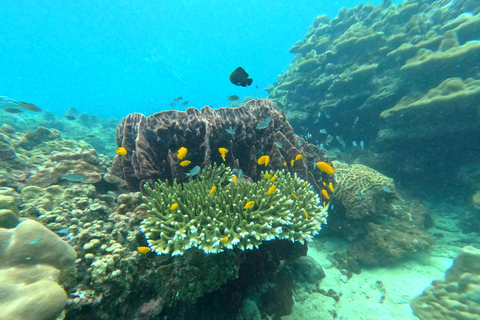 From Khao Lak: Phi Phi, Maya bay & Khai island Day Trip