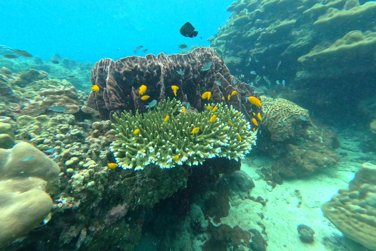 From Khao Lak: Phi Phi, Maya bay & Khai island Day Trip