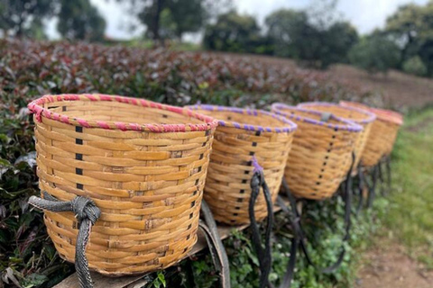 Nairobi: Purple Tea Farm Tour & Tasting Daytrip