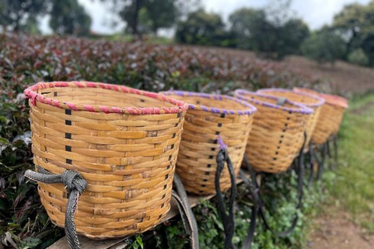 Nairobi: Purple Tea Farm Tour & Tasting Daytrip