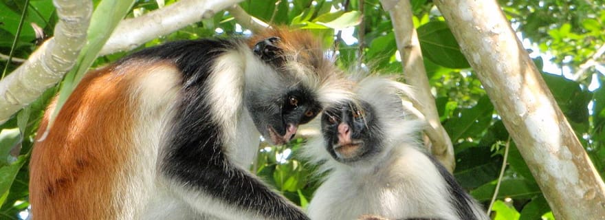 Forêt de Joazani et grotte de Salam, frais d'entrée inclus