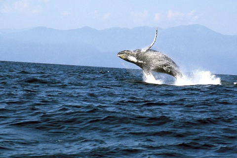 Puerto Vallarta: Whale & Dolphin Watching with Hydrophone