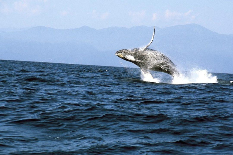 Puerto Vallarta: Whale & Dolphin Watching with Hydrophone