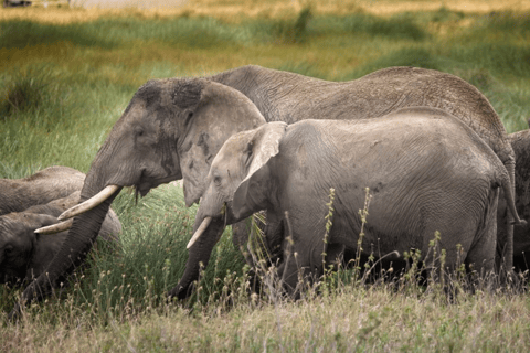 Zanzíbar: safari de 3 días en el Serengueti con comidas