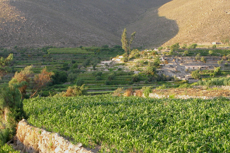 Arequipa: Halbtägige Wanderung durch die Landschaft mit Guide