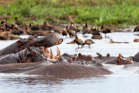 Safari de 5 dias em grupo Tarangire, Serengeti, Ngorongoro, Manyara