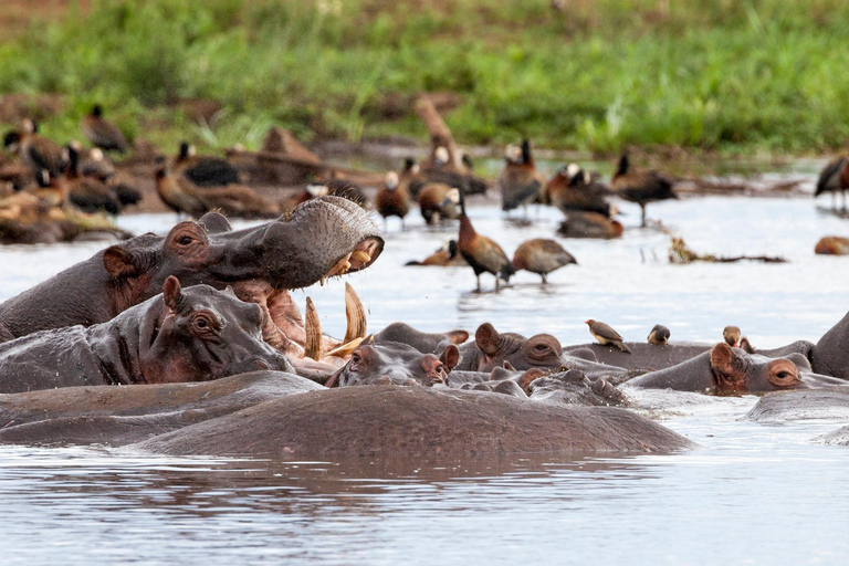 Safari de 5 dias em grupo Tarangire, Serengeti, Ngorongoro, Manyara