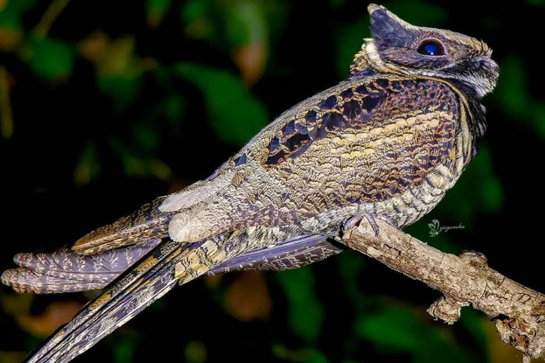 Cochin Adventure Tour: Islands, Birds & Hilltop Views