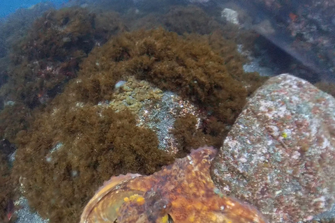 Pico Island: Guided Shore Diving for Certified Divers