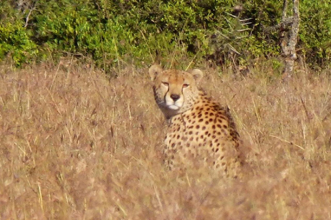 Nairobi: Ol Pejeta Conservancy Day Trip with Game Drives