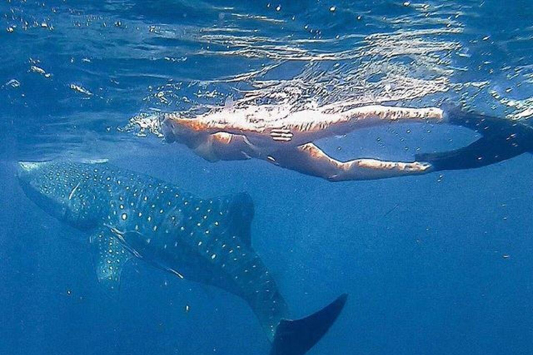 Zanzibar: Mafia Island Whale Shark Day Trip from Zanzibar Private tour