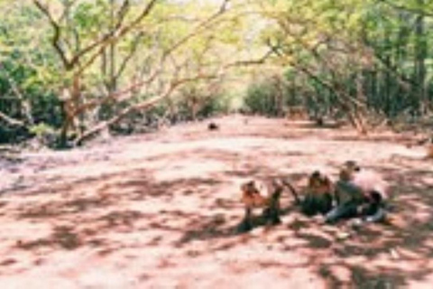 Ho Chi Minh Stad: Can Gio Mangrovebos Apeneiland