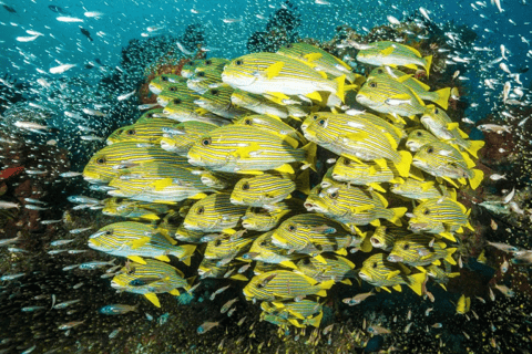 Snorkeling, Lunch at The Rock, Paje Beach, Mnemba Island