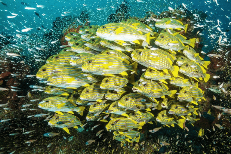 Snorkling, lunch på The Rock, Paje Beach, Mnemba Island