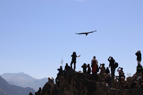 Arequipa: Colca Canyon Excursion and Transfer to Puno