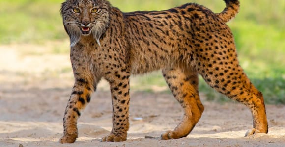 Doñana: 4x4 National Park and Beach Tour