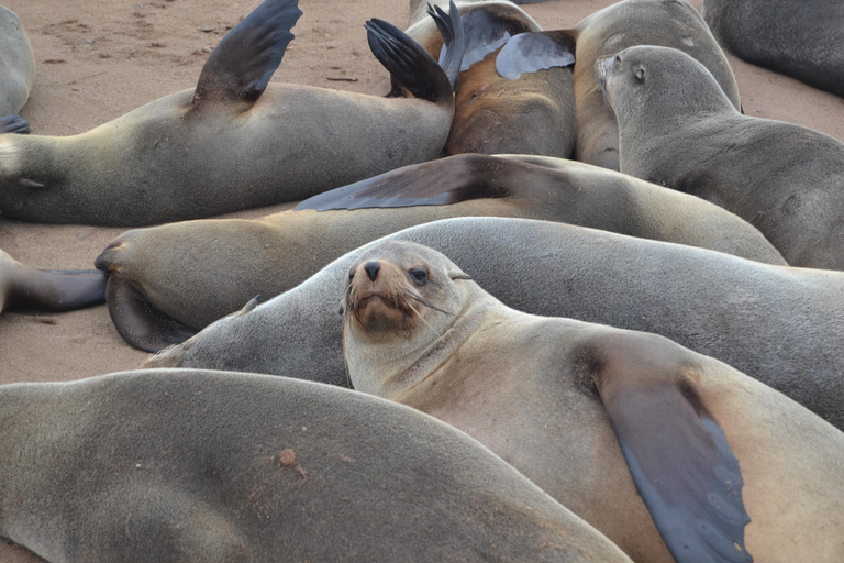 Cape Cross, Seals and River Desert Nature Tour [New Route]