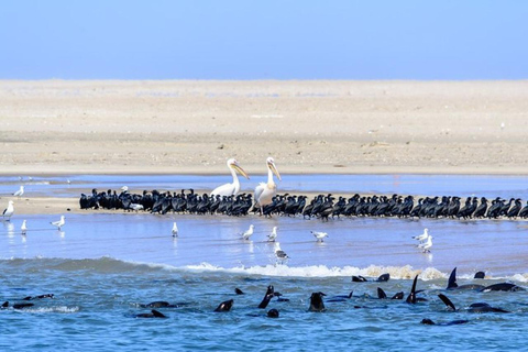 Tour privato dei punti salienti di Walvis Bay