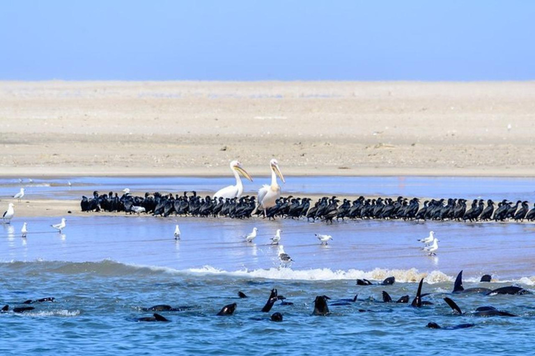 Tour privato dei punti salienti di Walvis Bay