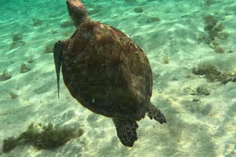 Guadeloupe : Découverte de la réserve naturelle du Grand Cul-de-Sac Marin