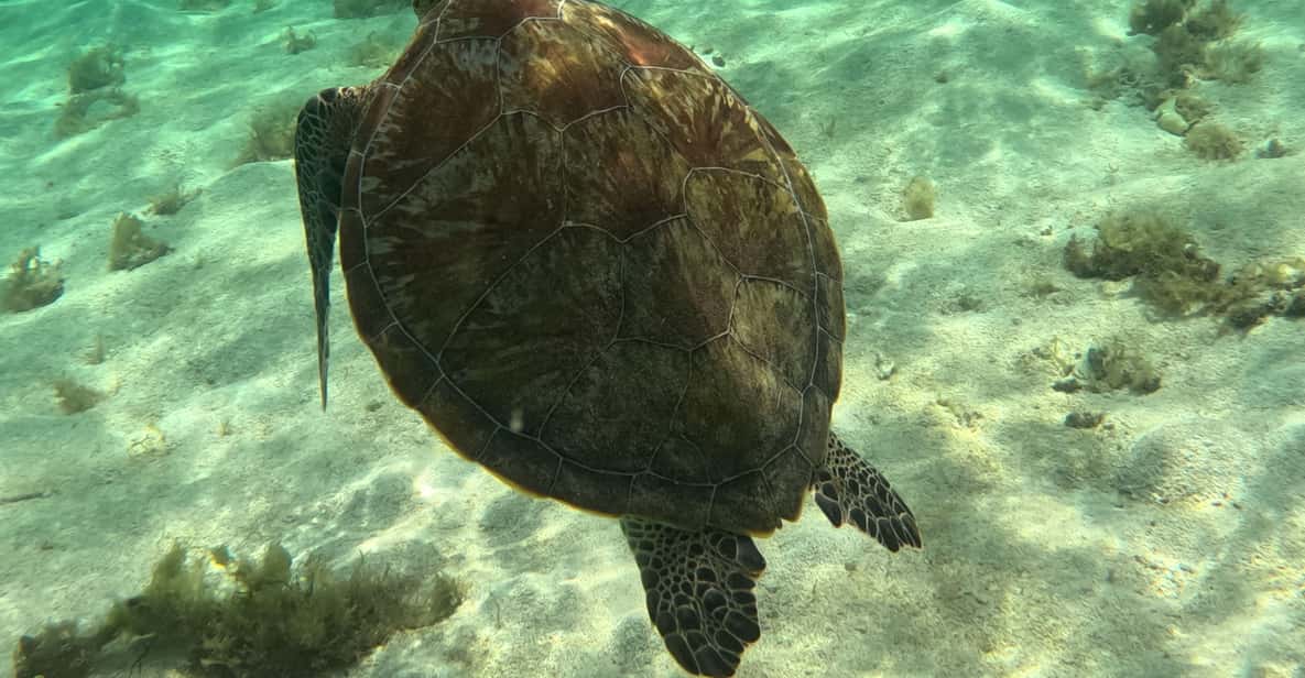 Afbeelding 2 van Guadeloupe: ontdek het natuurreservaat Grand Cul Sac Marin