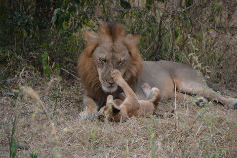 Pacote de voo de 4 dias de Zanzibar para Nyerere NP (Selous GR)