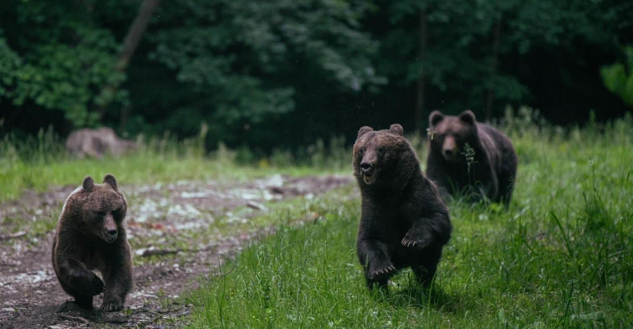 Bear watching in the wild Brasov - Housity