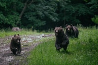 Bear watching in the wild Brasov - Housity