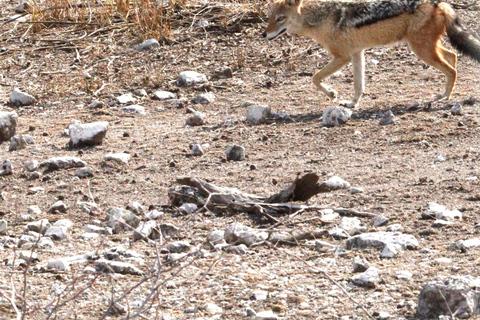 Windhoek: 3-Day Guided Safari in Etosha with Lodge