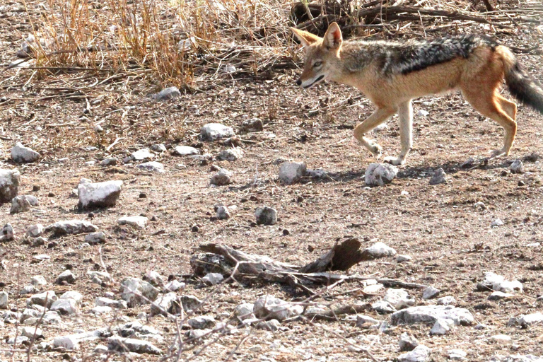 Windhoek: 3-Day Guided Safari in Etosha with Lodge