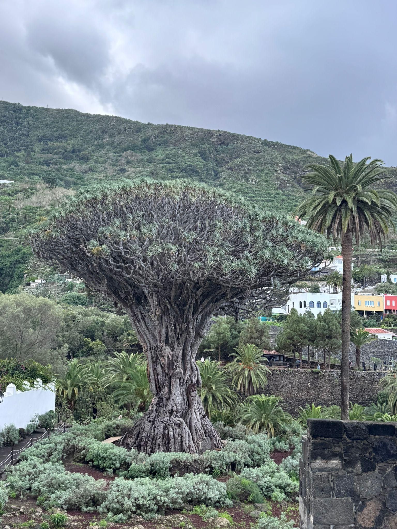Private Tour auf Teneriffa: Garachico, Icod de los Vinos & Weinprobe