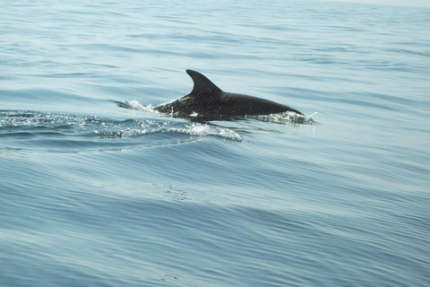 Tour privado: Delfines y Safari Azul en la Isla de Pungume