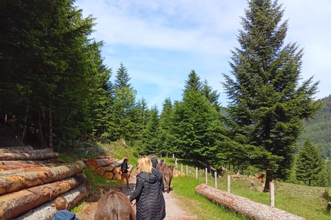 Luvigny: Donkey discovery walk Luvigny: Discovery walk with donkeys