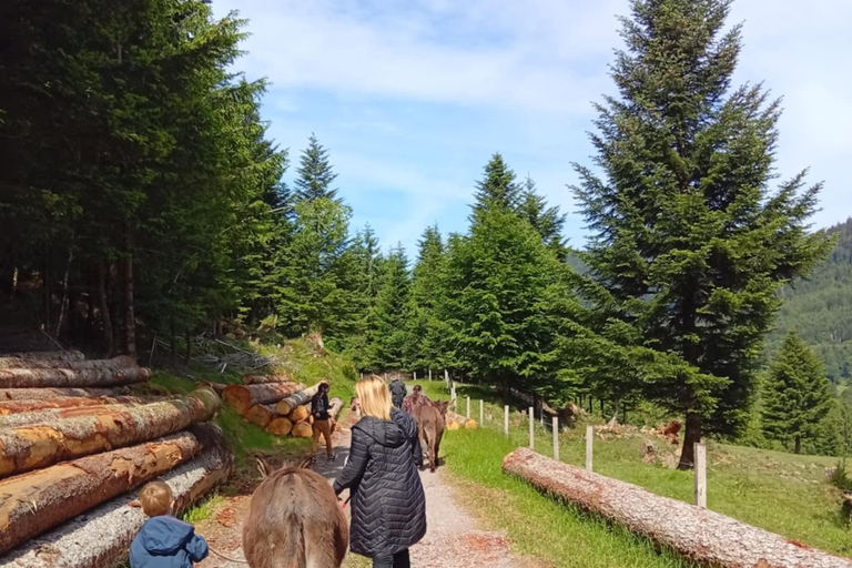 Luvigny: Donkey discovery walk Luvigny: Discovery walk with donkeys