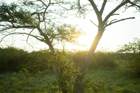 Fågelskådning i Kigali Eco Park